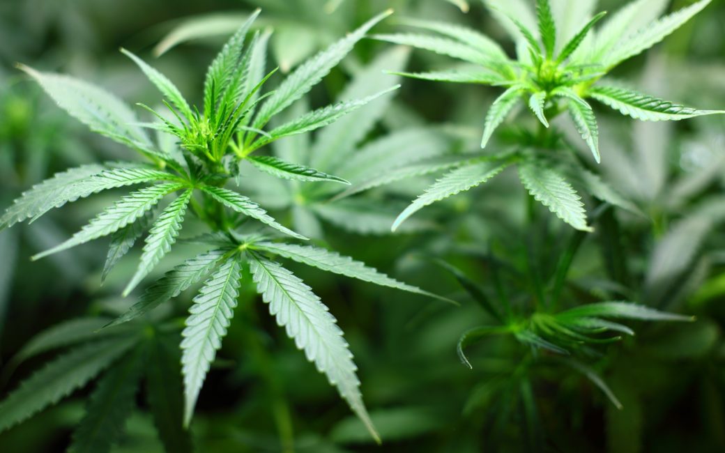 Cannabis en Suisse